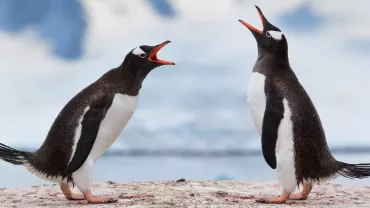 Two penguins standing on icy ground in a snowy landscape.